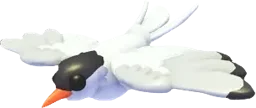 Arctic Tern