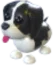 Black Springer Spaniel