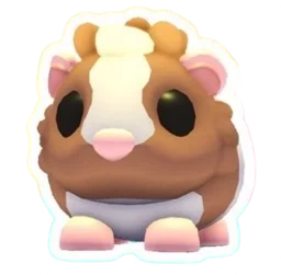 Chocolate Dutch Guinea Pig