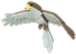 Hawk