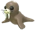 Walrus