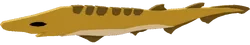 Blackmouth Catshark in Fisch