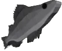 Bladeback Perch in Fisch