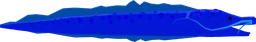 Blue Langanose in Fisch