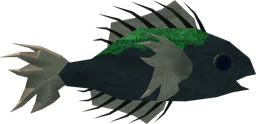 Bogscale in Fisch