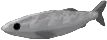 Bone-Plate Dace in Fisch