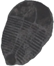 Calcified Trilobite in Fisch