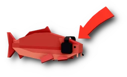 Clout Carp in Fisch
