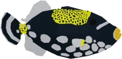 Clowned Triggerfish