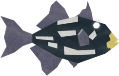 Coin Triggerfish in Fisch