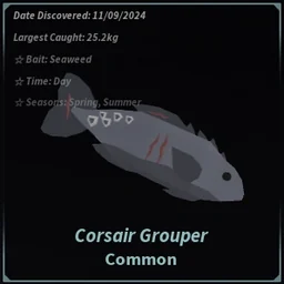 Corsair Grouper in Fisch