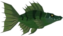 Crocokoi in Fisch