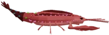 Crystal Lobster