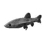 Dryskin Minnow in Fisch