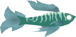 Fogstripe in Fisch