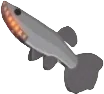 Ironjaw Guppy in Fisch