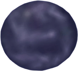 Lava Clam in Fisch