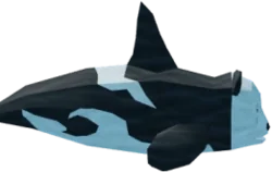 Orcanda in Fisch
