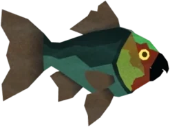 Parrotfish in Fisch