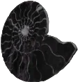 Petrified Ammonite in Fisch