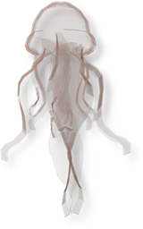 Phantom Jellyfish