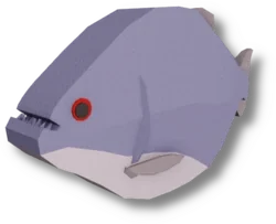 Redeye Piranha in Fisch