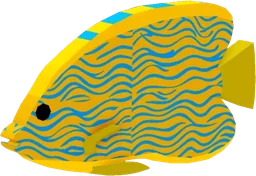 Regal Angelfish