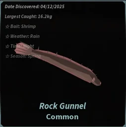 Rock Gunnel in Fisch