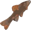 Rustscale Minnow in Fisch