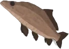 Splinterfin Carp in Fisch