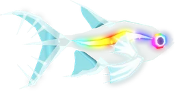 X-ray Tetra in Fisch