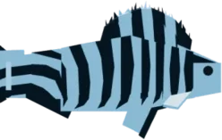 Zebrafishlet in Fisch