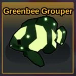 Greenbee Grouper
