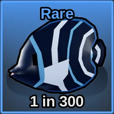 Korean Angelfish