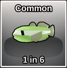 Pygmy Goby