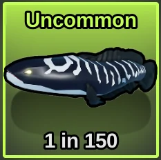 Zebra Snakehead