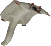 Flying Squirrel Friend