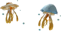 Jeggyfish Friends in Roblox Limiteds